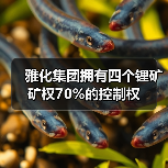 雅化集团拥有四个锂矿矿权70%的控制权（图1）